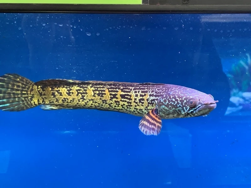 Trang trí hồ với cá Lóc nữ hoàng cá cảnh cao cấp sang trọng