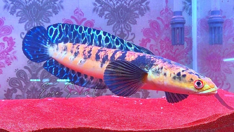 Sở hữu cá lóc vảy rồng quý hiếm độc đáo và ấn tượng