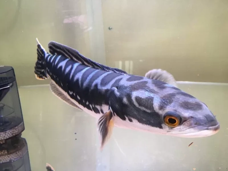 Nuôi cá lóc vảy rồng size lớn mạnh mẽ và ấn tượng