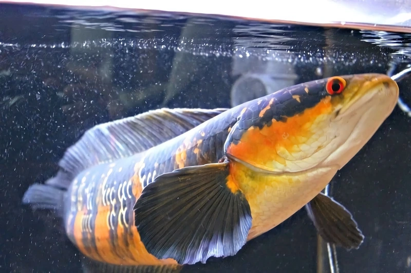 Ngắm cá lóc vảy rồng trưởng thành uyển chuyển và sinh động