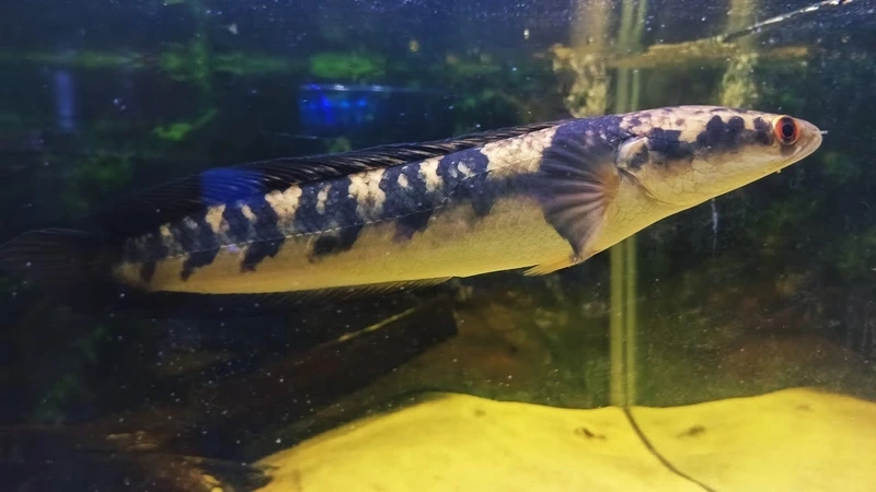 Trang trí bể với cá lóc vảy rồng nuôi hồ kính sinh động