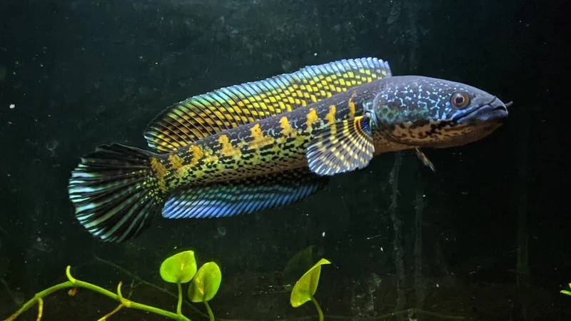 Ngắm cá lóc vảy rồng dáng đẹp bơi uyển chuyển mọi góc hồ