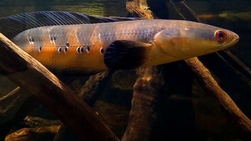 Sở hữu cá lóc vảy rồng bơi mạnh nổi bật và ấn tượng