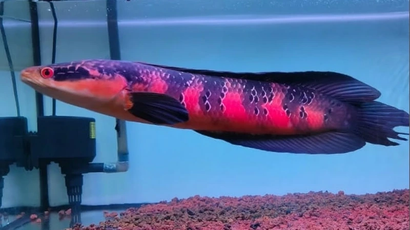 Ngắm cá lóc vảy rồng độc lạ sinh động và thu hút ánh nhìn