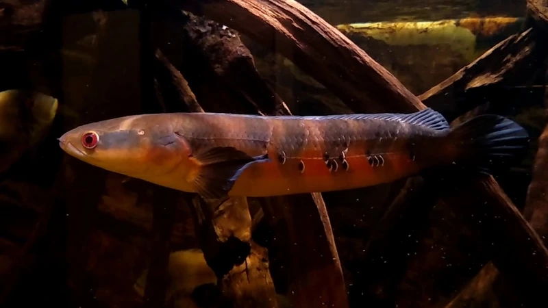 Chọn cá lóc vảy rồng phong thủy may mắn và tài lộc