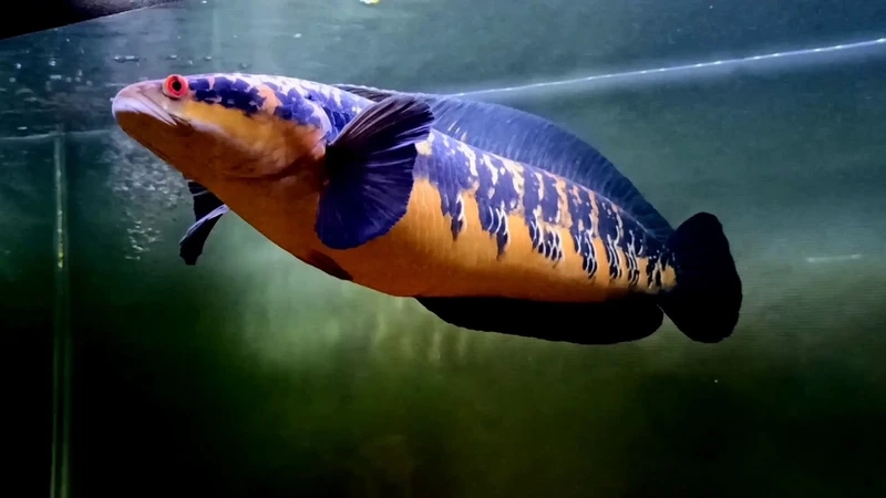 Trưng bày cá lóc vảy rồng trưng bày sang trọng và uyển chuyển