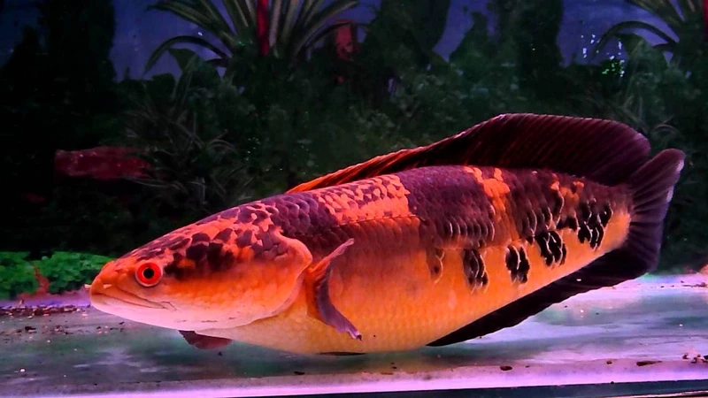 Ngắm cá lóc vảy rồng thu hút mọi ánh nhìn hồ nuôi
