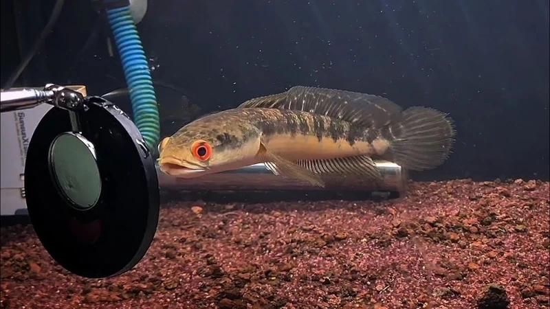 Chiêm ngưỡng cá lóc vảy rồng nổi bật rực rỡ và sinh động