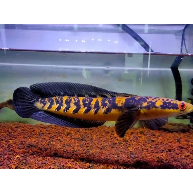 Ngắm cá lóc vảy rồng cá dữ bơi uyển chuyển và dữ dằn