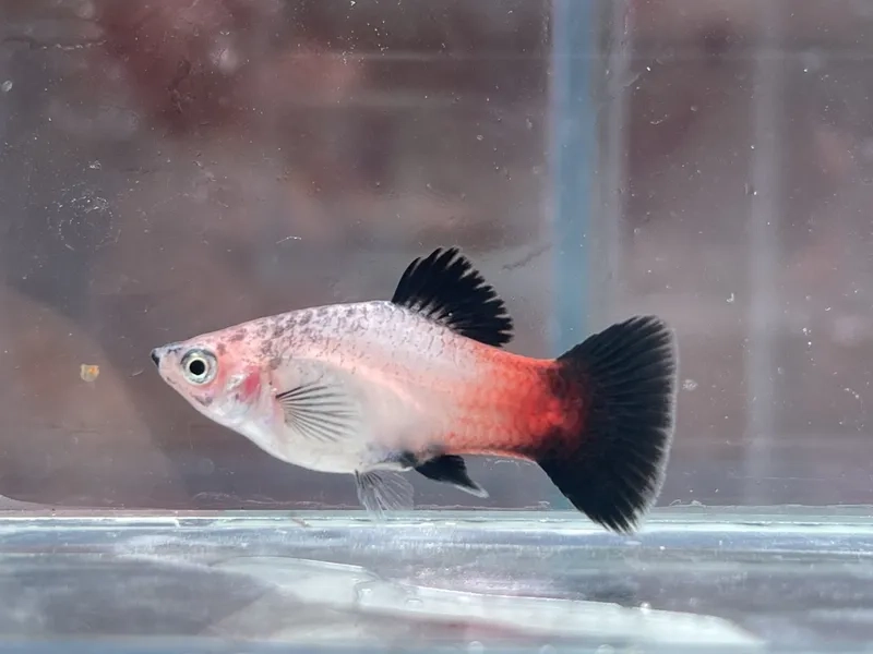 Khoảnh khắc nổi bật của cá mún đẹp nhiều màu