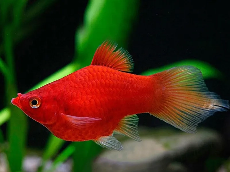 Sự cuốn hút đến từ cá mún màu sắc rực rỡ