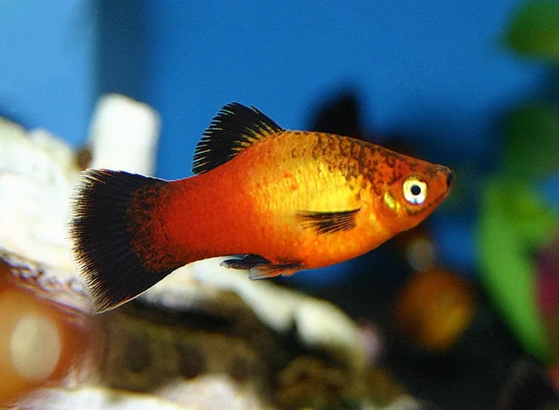 Quá trình thú vị của cá mún sinh sản tự nhiên