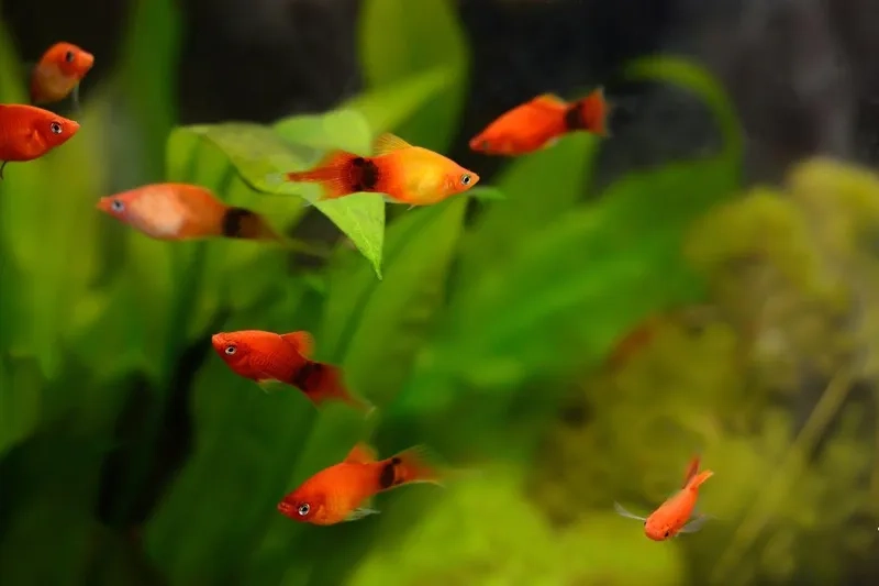 Thông tin tham khảo cá mún giá bao nhiêu hiện nay