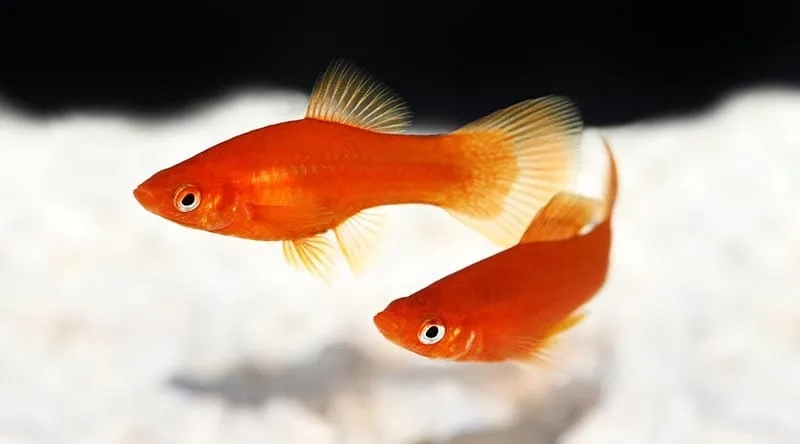 Kích thước nhỏ gọn của cá mún mini cảnh đẹp