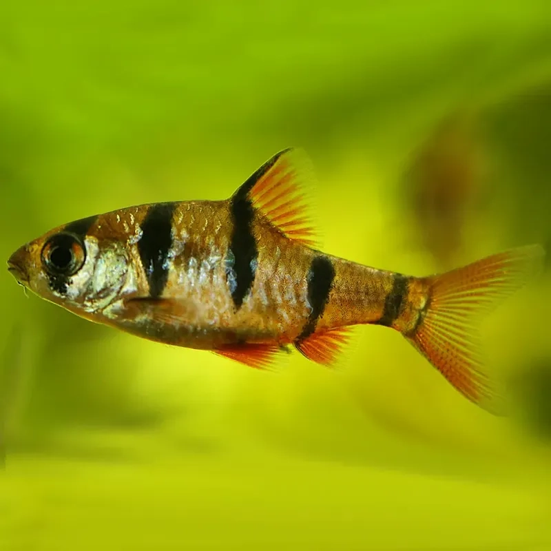 Nét đáng yêu riêng của cá mún panda trắng đen