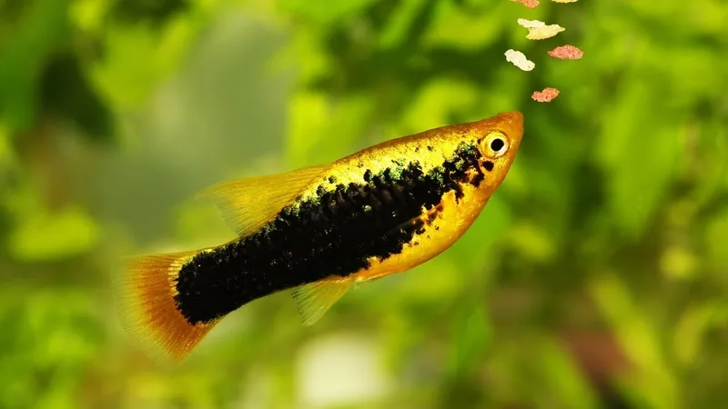 Lựa chọn hài hòa cá mún cho bể cá gia đình