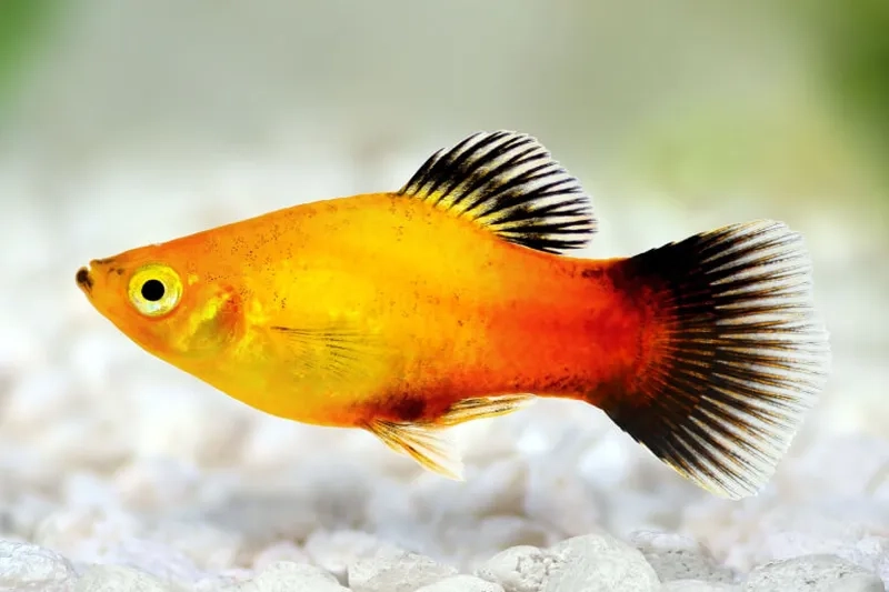 Kinh nghiệm cơ bản về cá mún chăm sóc đúng