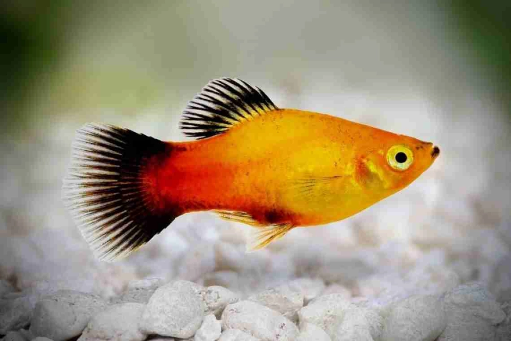 Vẻ đẹp tự nhiên của cá mún thủy sinh dễ nuôi