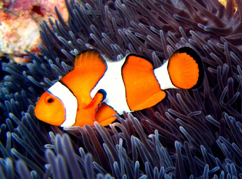 Khám phá thế giới sinh động của ảnh cá nemo