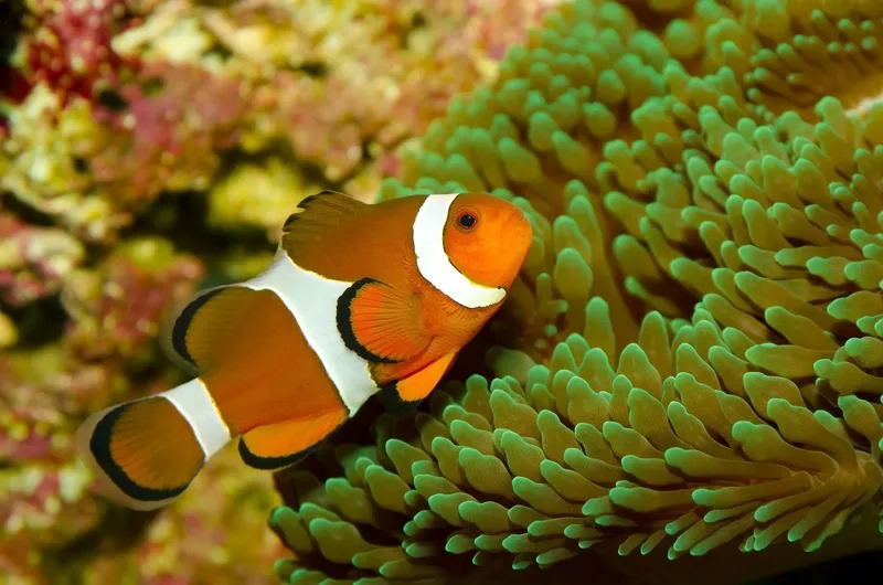 Thưởng thức chi tiết sắc nét với hình cá nemo