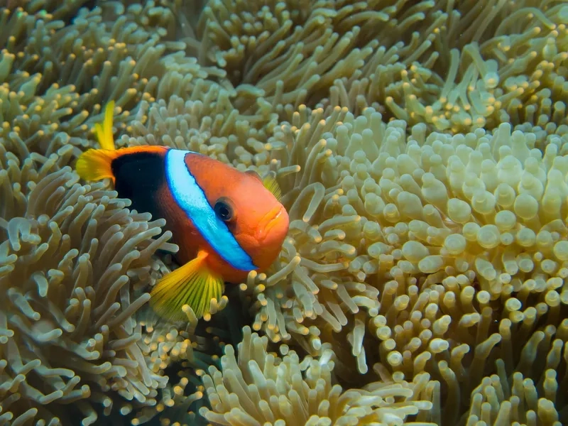 Ngắm chi tiết cá nemo đẹp sống động và rực rỡ