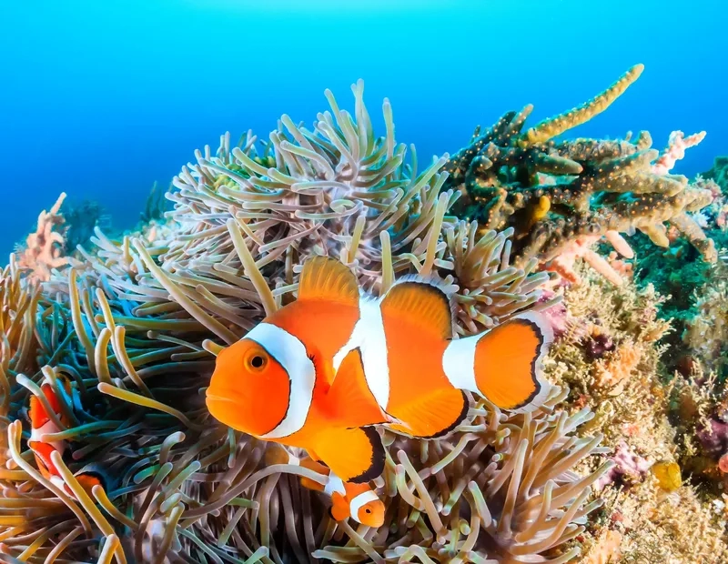 Vui nhộn với hình ảnh cá nemo hề dễ thương