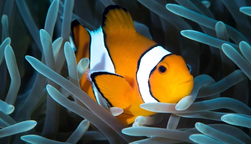 Cập nhật nhanh giá cá nemo hôm nay