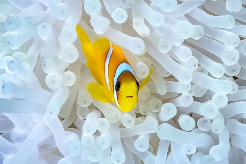 Nghệ thuật thủy sinh với ảnh cá Nemo nghệ thuật