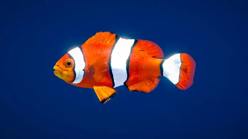 Trang trí bể với hình ảnh cá Nemo cảnh sống động