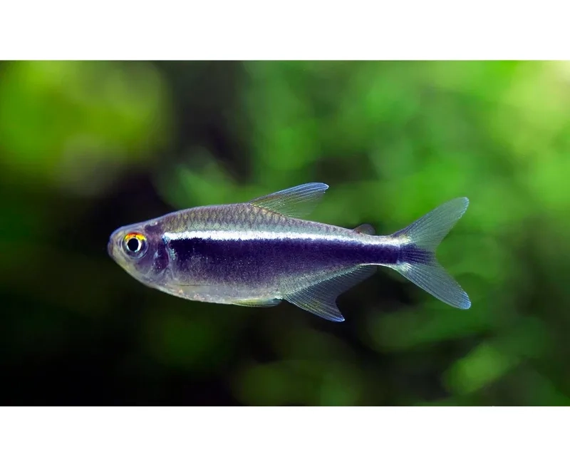 Cá neon đen huyền bí tăng chiều sâu cho bể cá