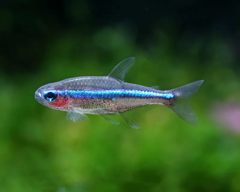 Cá neon ngọc bích xanh ngọc cuốn hút tự nhiên