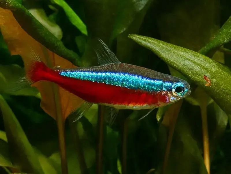 Cách nuôi cá neon đơn giản phù hợp người mới