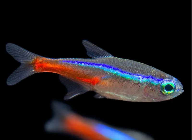 Bể cá neon hài hòa ánh sáng và cây thủy sinh