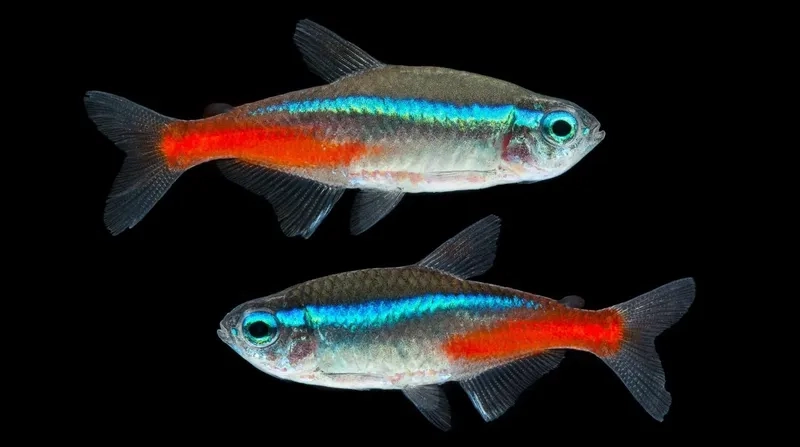 Điều kiện nước cá neon ổn định giúp cá sống lâu