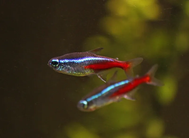 Mua cá neon khỏe mạnh chọn cửa hàng uy tín