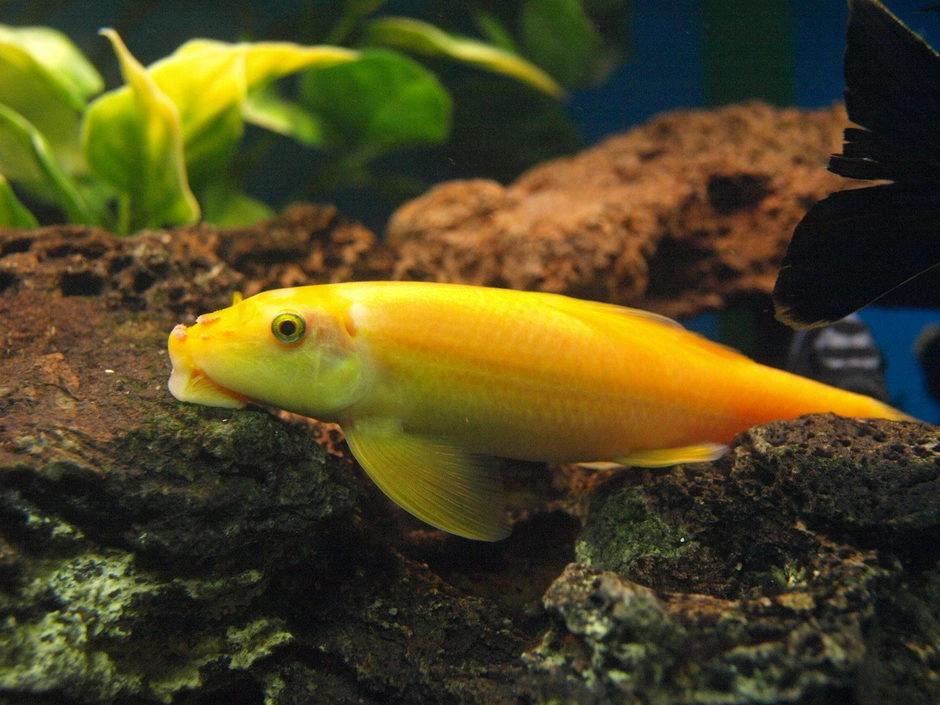 Cá nô lệ dọn bể âm thầm nhưng hiệu quả