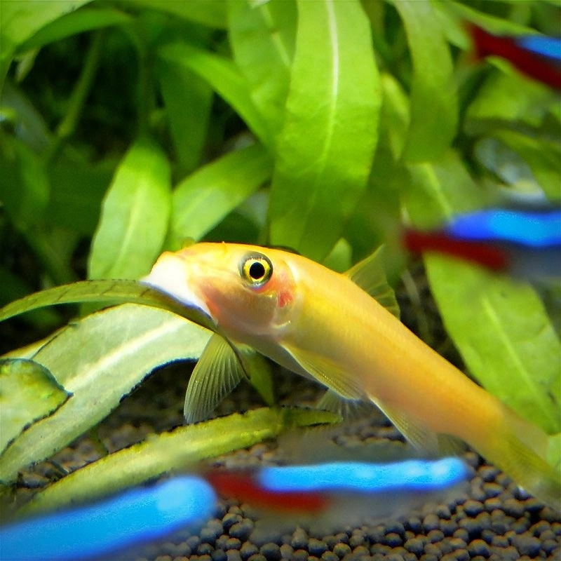 Cá nô lệ thủy sinh phổ biến trong hồ kính