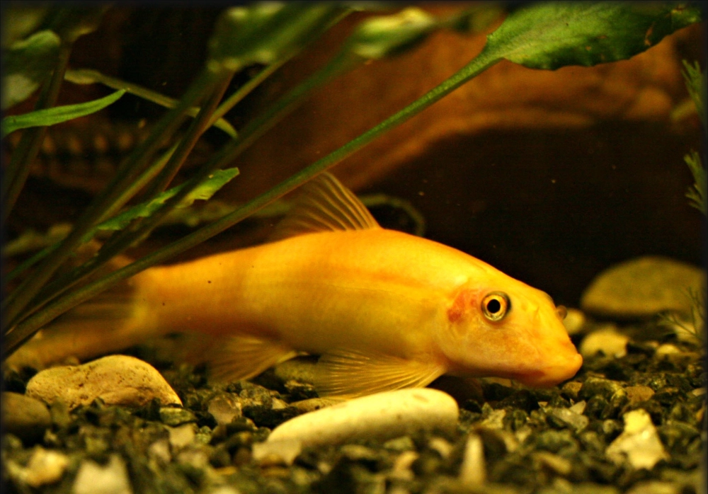 Cá nô lệ là cá gì mà ai nuôi bể cũng cần