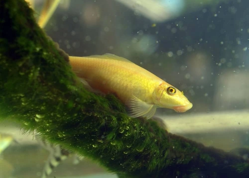 Cá nô lệ wiki tổng hợp kiến thức cơ bản