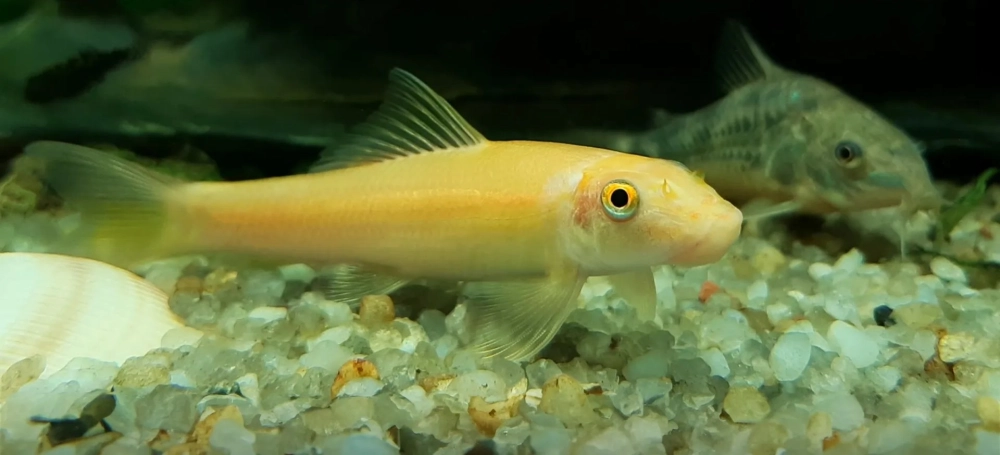 Các loại cá nô lệ được người chơi ưa chuộng