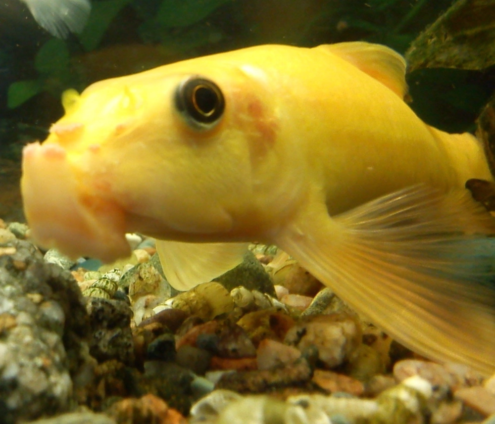 Cá nô lệ sinh sản trong điều kiện ổn định