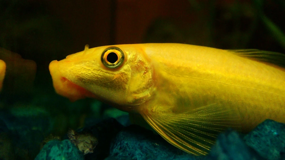 Nuôi cá nô lệ đơn giản cho người mới