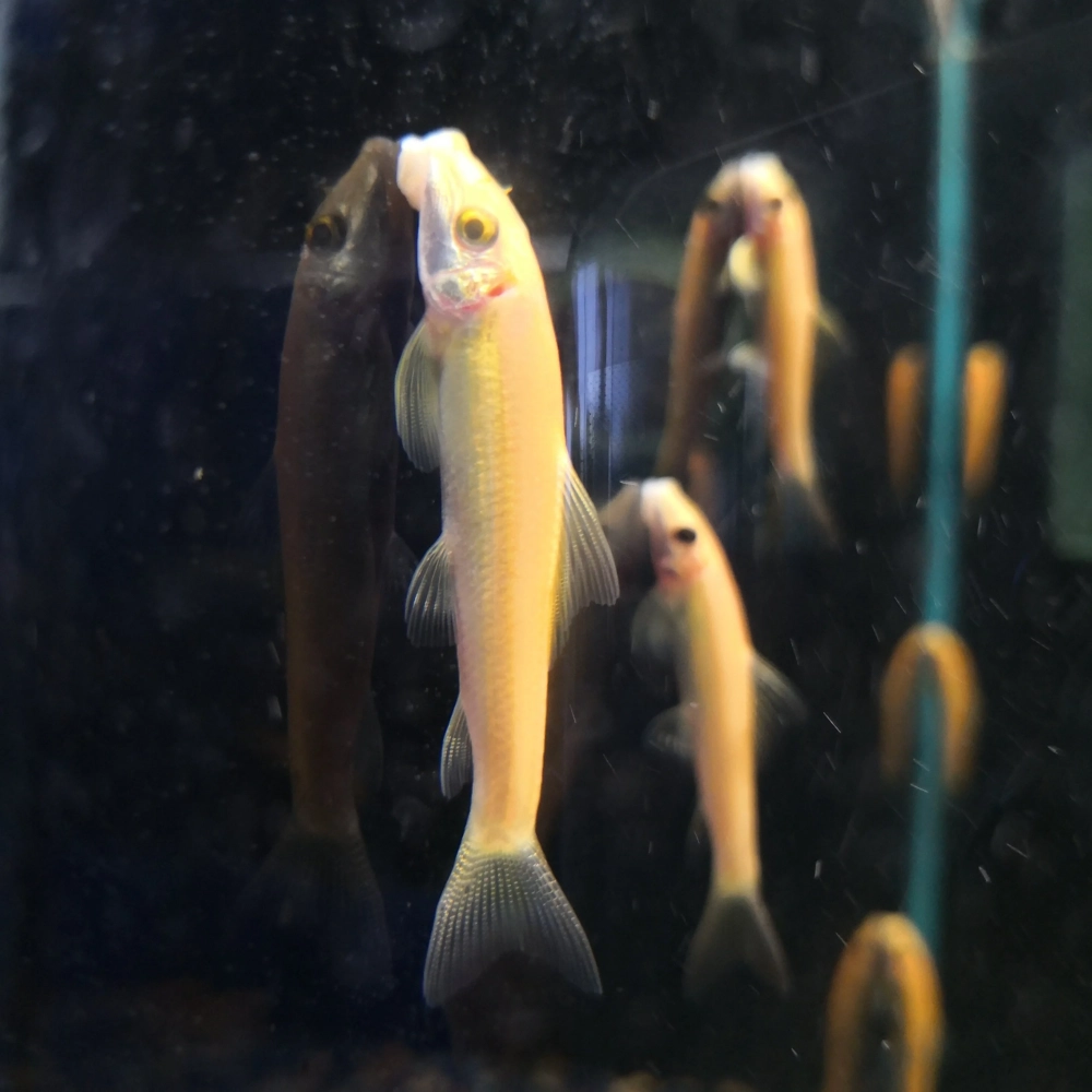 Kích thước cá nô lệ nhỏ gọn dễ bố trí