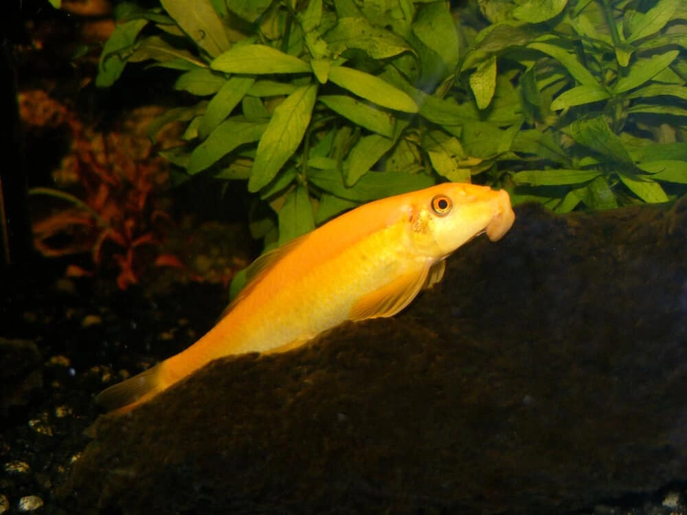 Cá nô lệ nuôi chung phù hợp nhiều loài cá