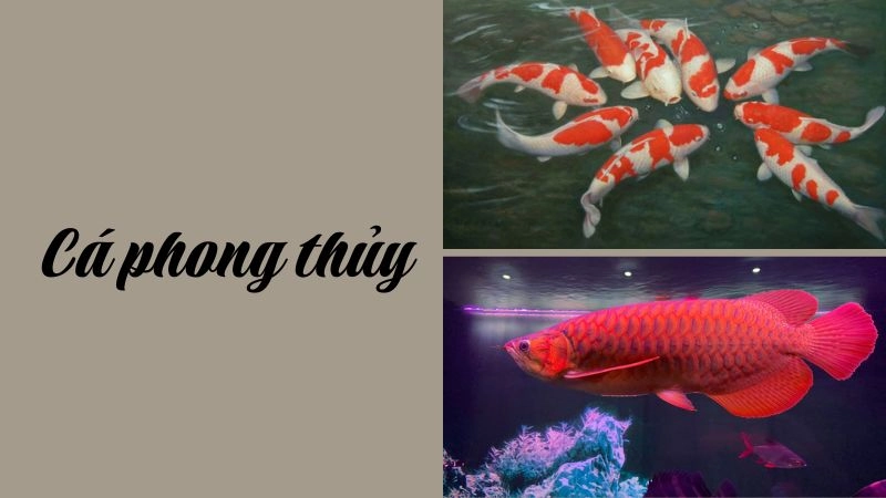 Vẻ đẹp và ý nghĩa của ảnh cá phong thủy