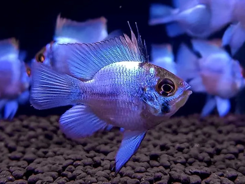 Ngắm màu sắc cá phượng hoàng từ xanh lam đến ngũ sắc