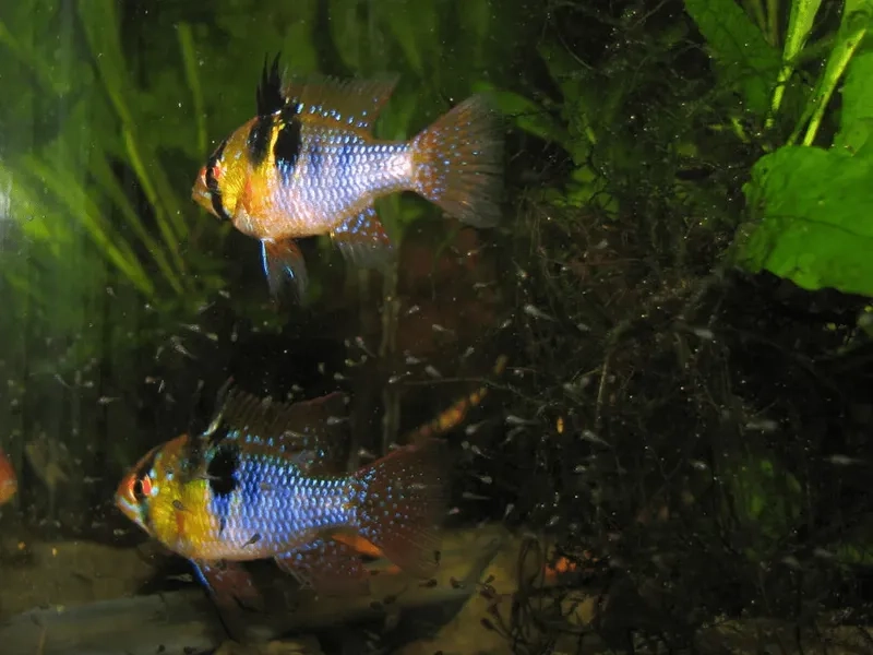 Chọn giống cá phượng hoàng chất lượng cho bể nhà