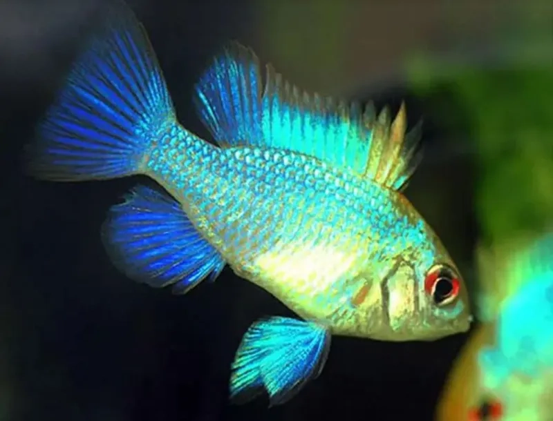 Tìm mua cá phượng hoàng giá rẻ nhưng vẫn chất lượng