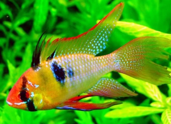 Khám phá vẻ đẹp cá phượng hoàng với màu sắc rực rỡ