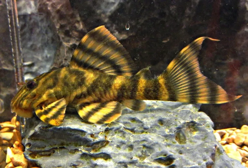 Bí quyết chăm sóc cá pleco giúp chúng khỏe mạnh